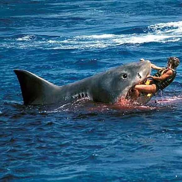 Meet your Posher, Jacob - Picture 1 of 1